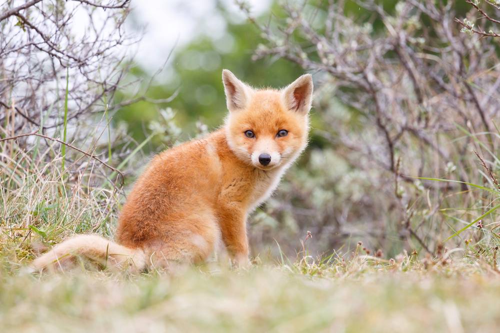 Red Fox cub